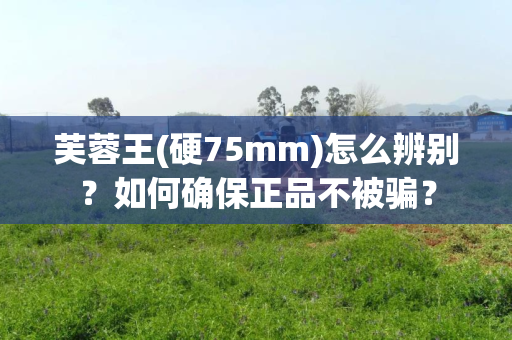 芙蓉王(硬75mm)怎么辨别？如何确保正品不被骗？